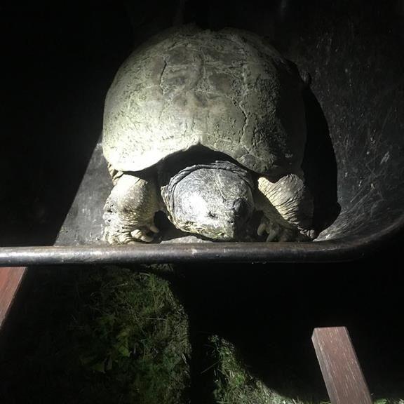 125-year-old snapping turtle found dead in 'unexpected' location: conservation group